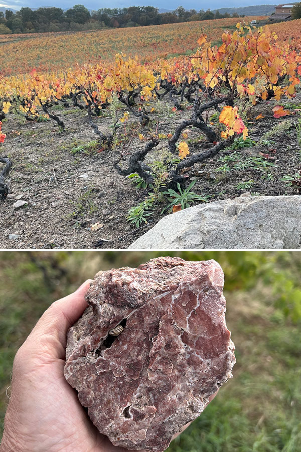 Des vignes de Gamay de 70 ans luttent dans le sol de granit rose de Morgon